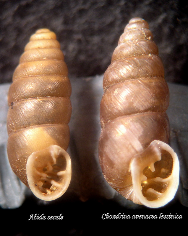 Come distinguere Abida secale da Cochlodina avenacea?